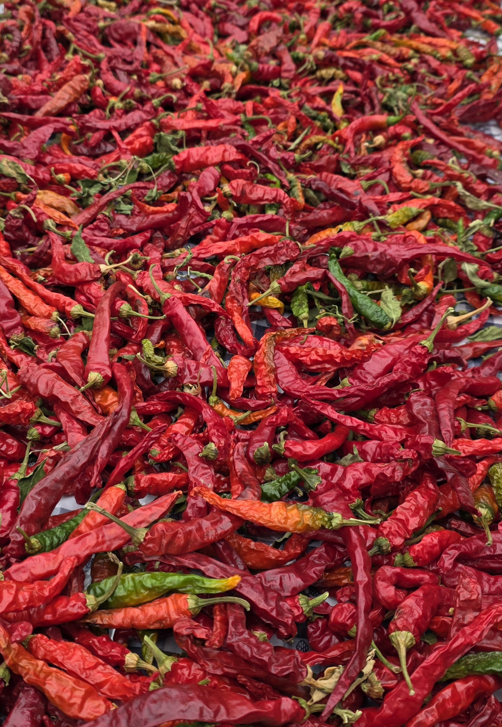 Sun-dried red chili peppers spread out after harvest