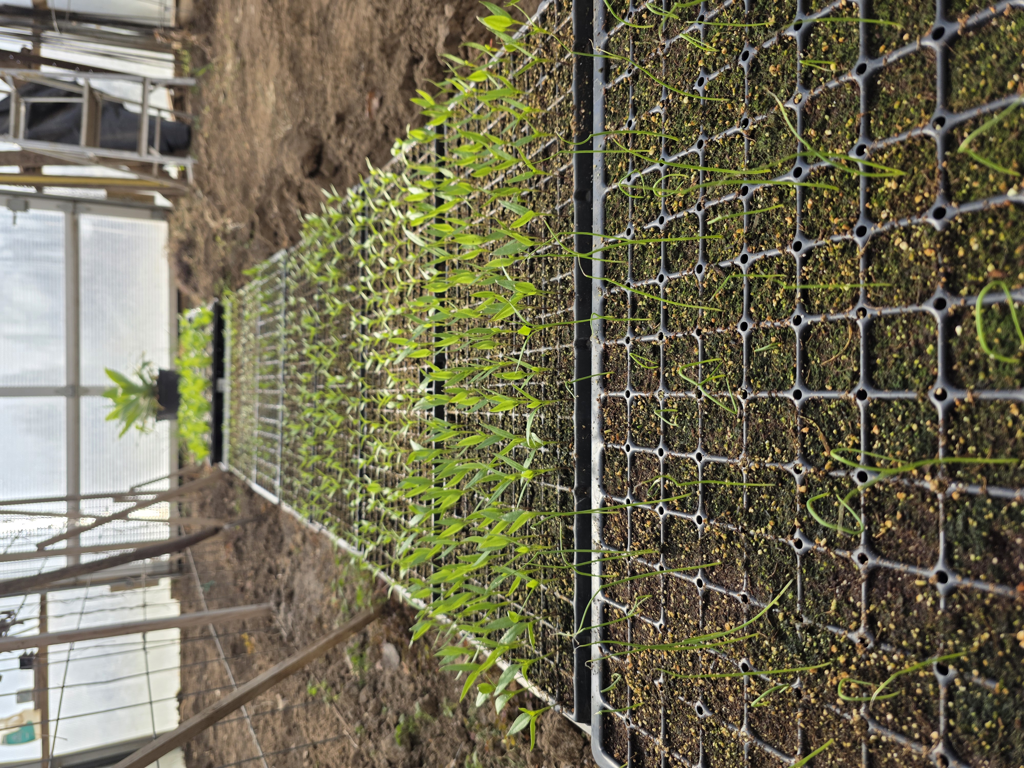 Pepper seedlings sprouting in red cups in the greenhouse