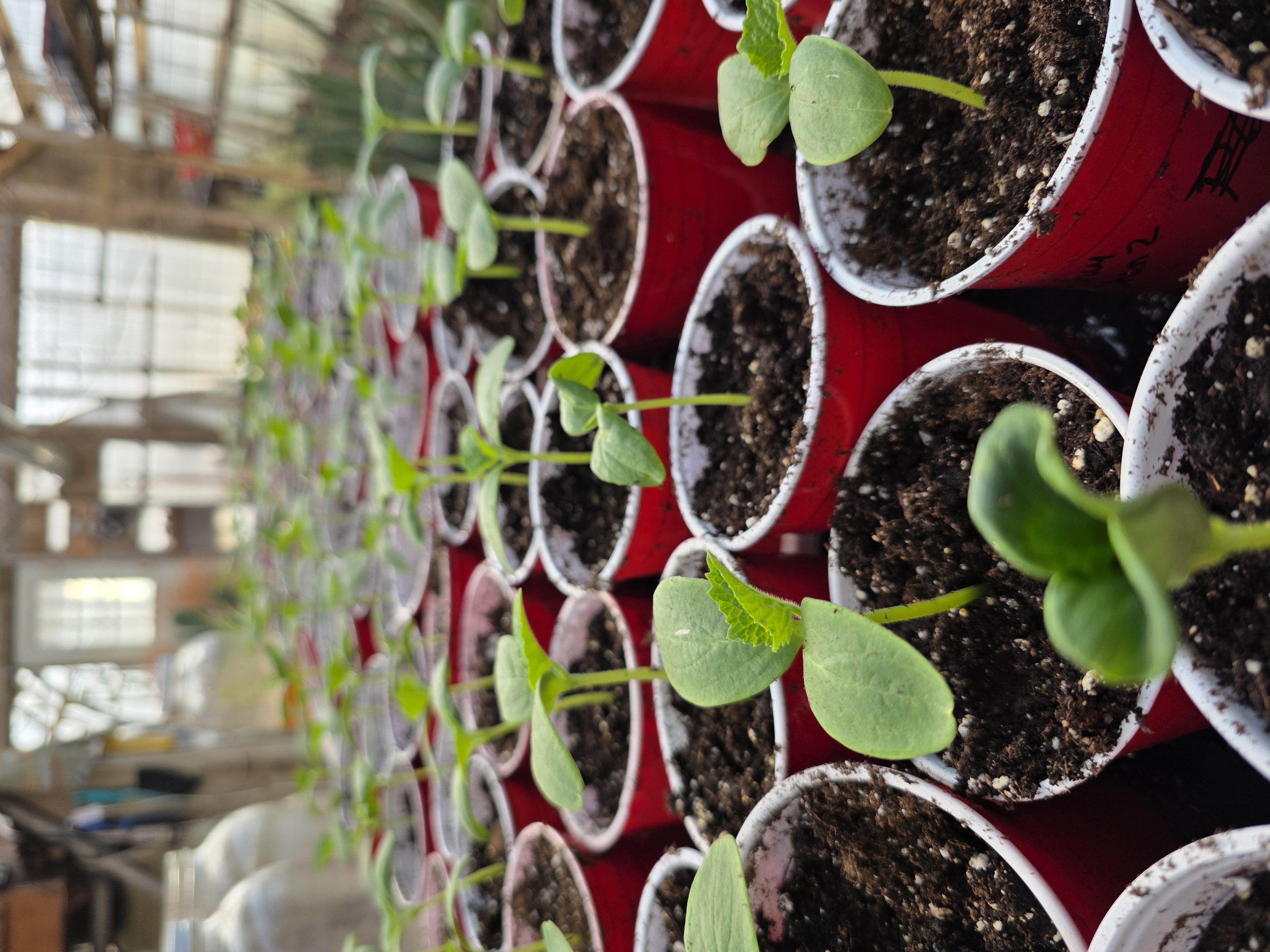Pepper seedling trays growing in the greenhouse