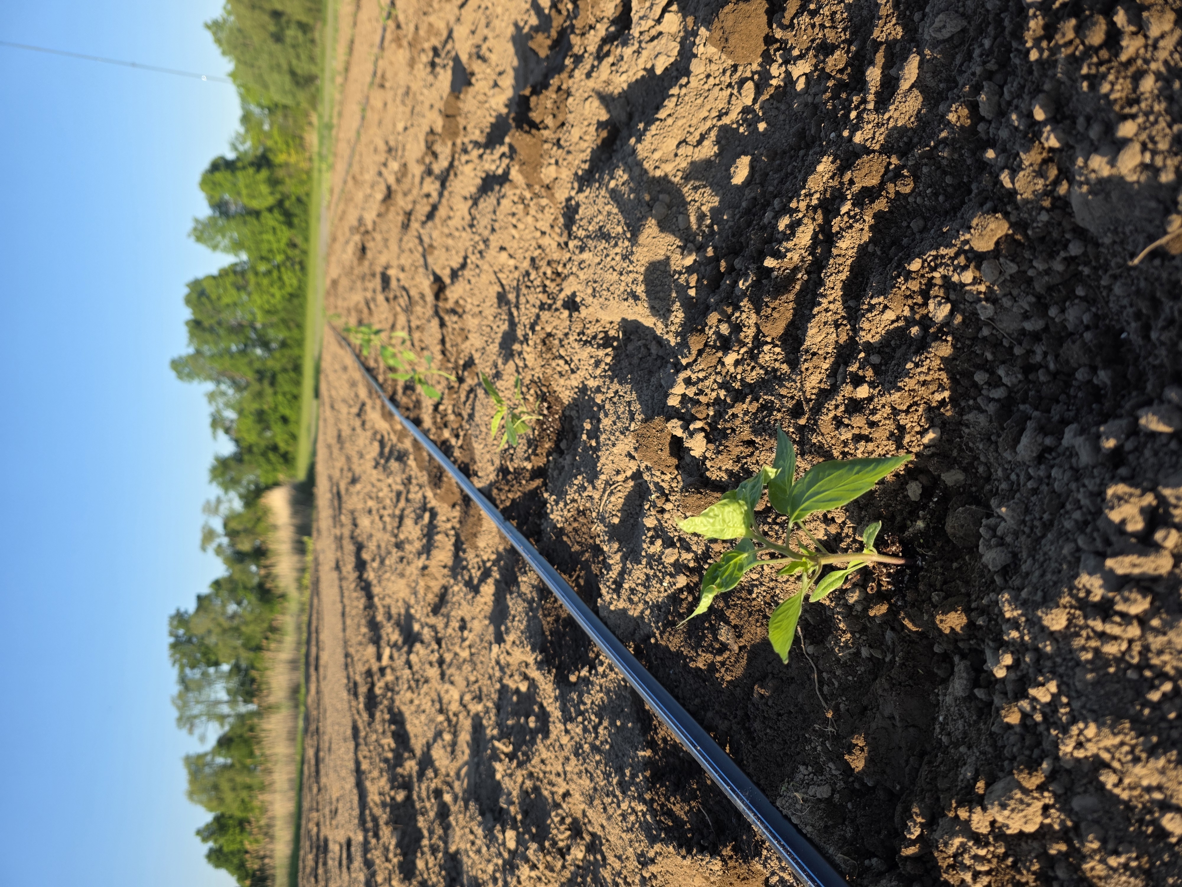 Pepper plants newly planted in rows with drip irrigation