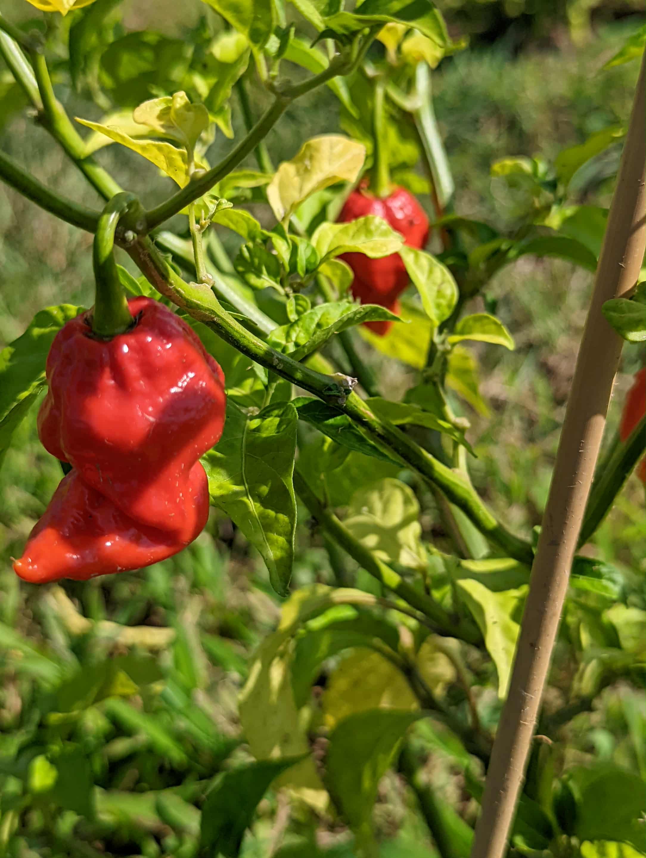 Red peppers ripening on the vine at Blazing Vine farm