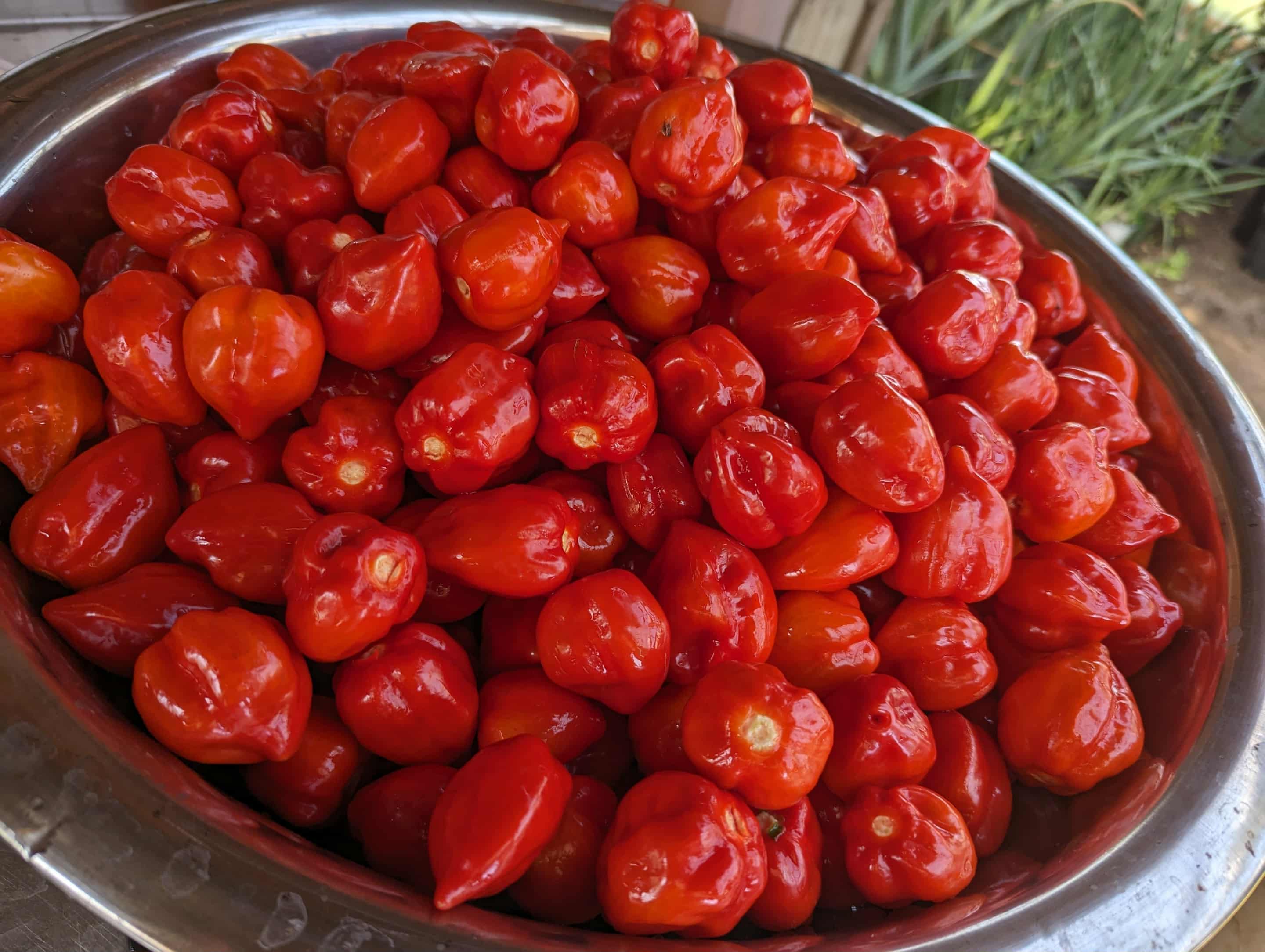 Mixed red and green peppers in a wooden harvest barrel