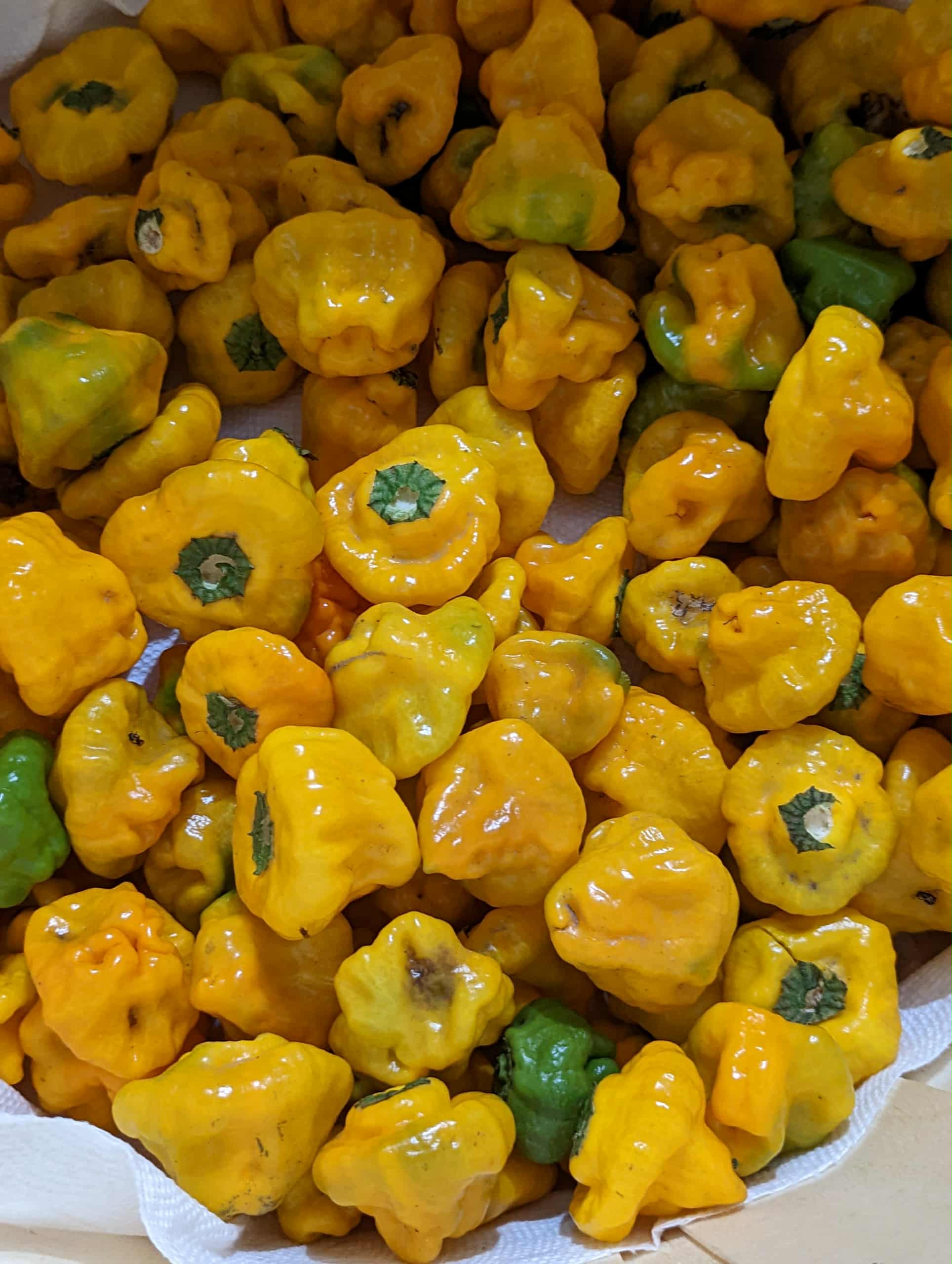 Dried red chili peppers spread after harvest