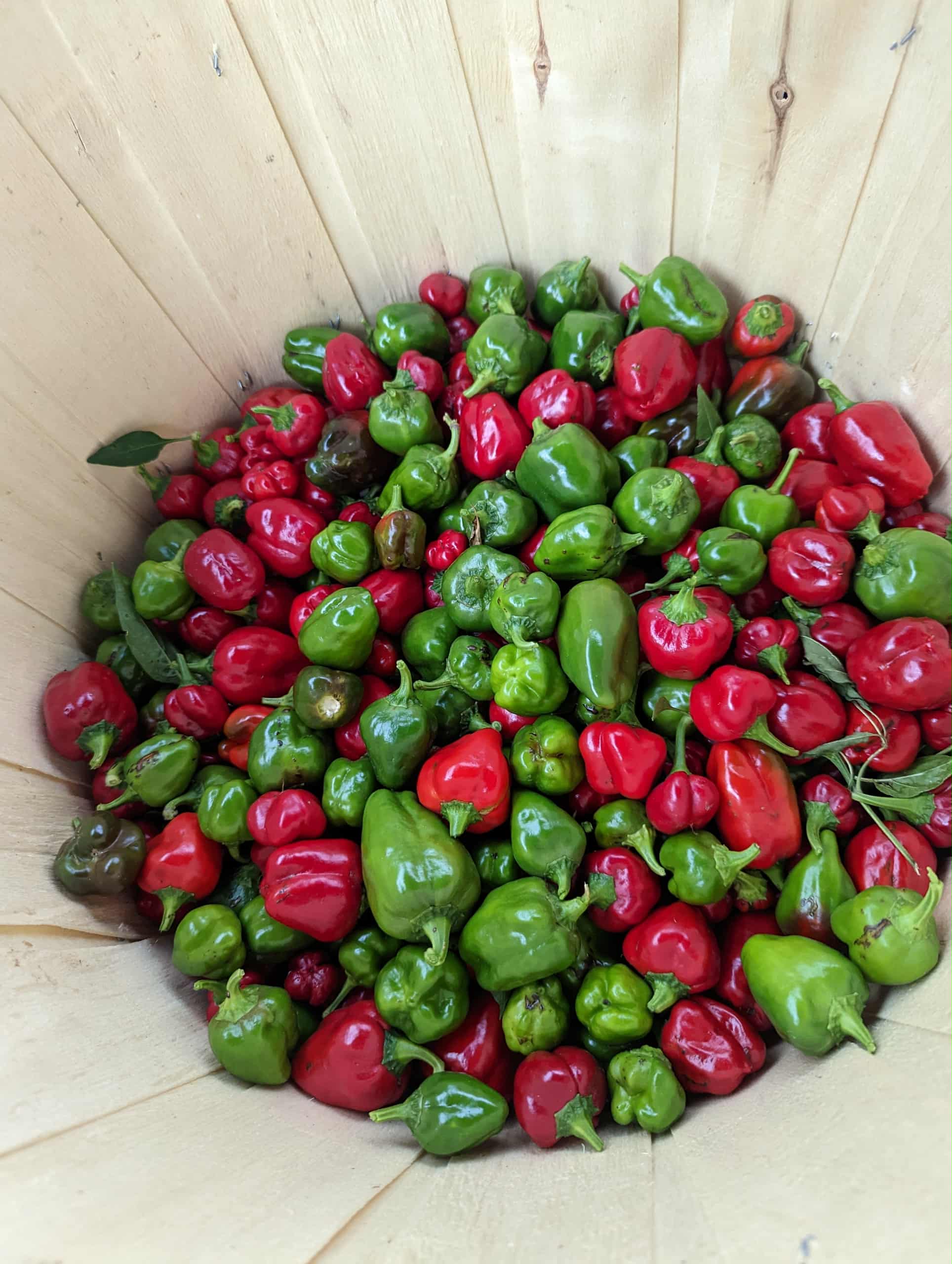 Yellow and orange scotch bonnet peppers fresh from the farm
