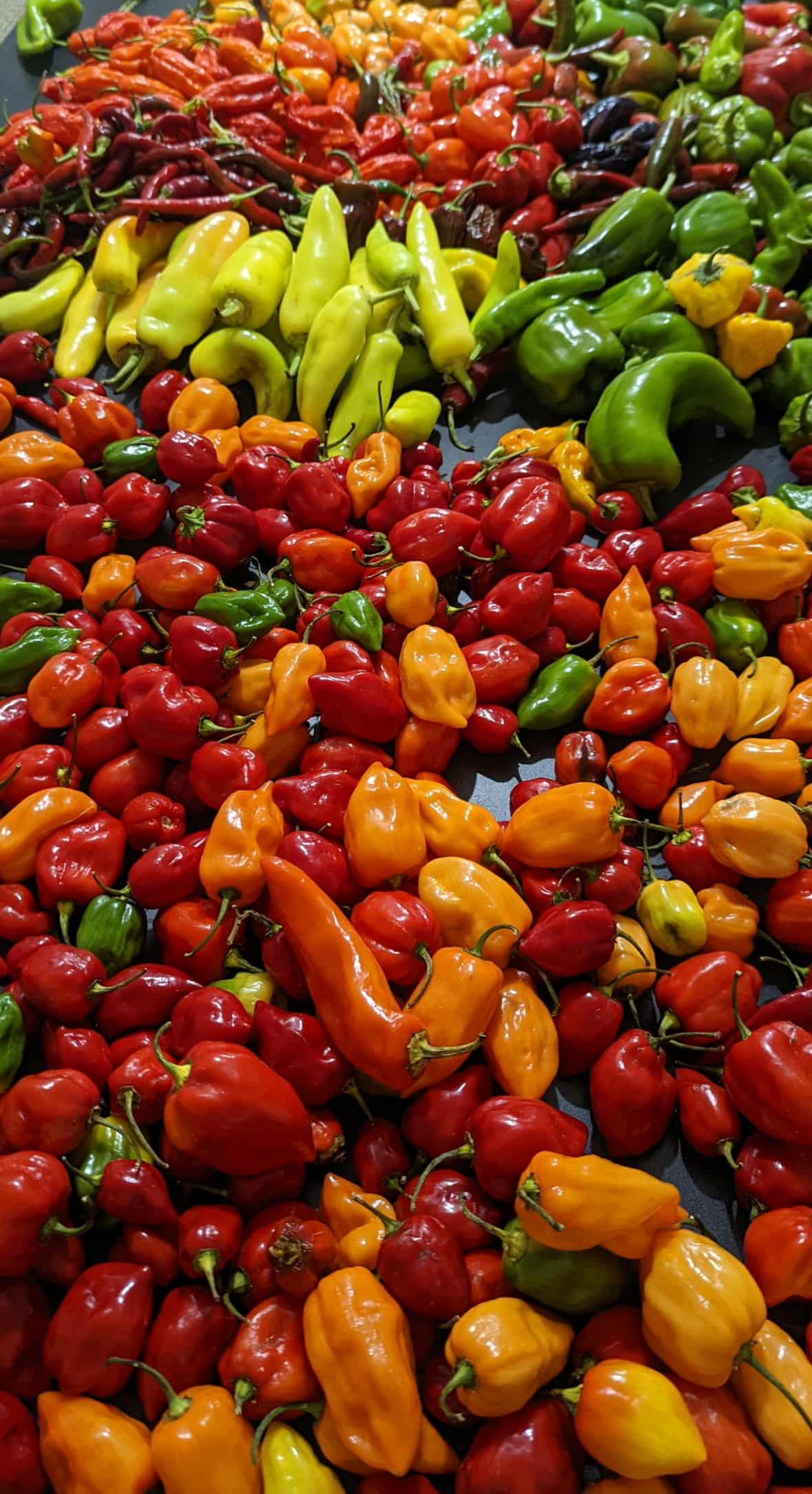 Fresh red scotch bonnet peppers harvested at Blazing Vine farm
