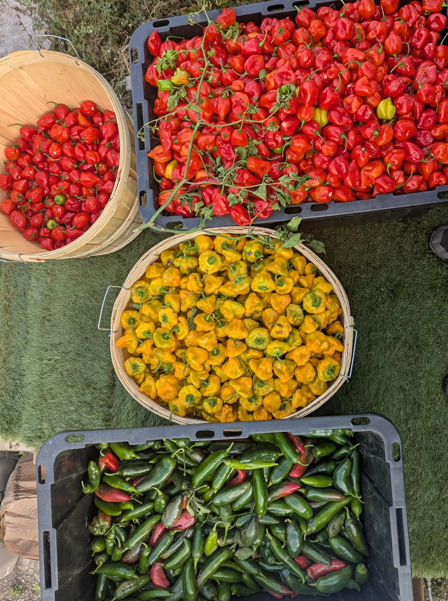 Bushels and crates of freshly harvested red, yellow and green peppers
