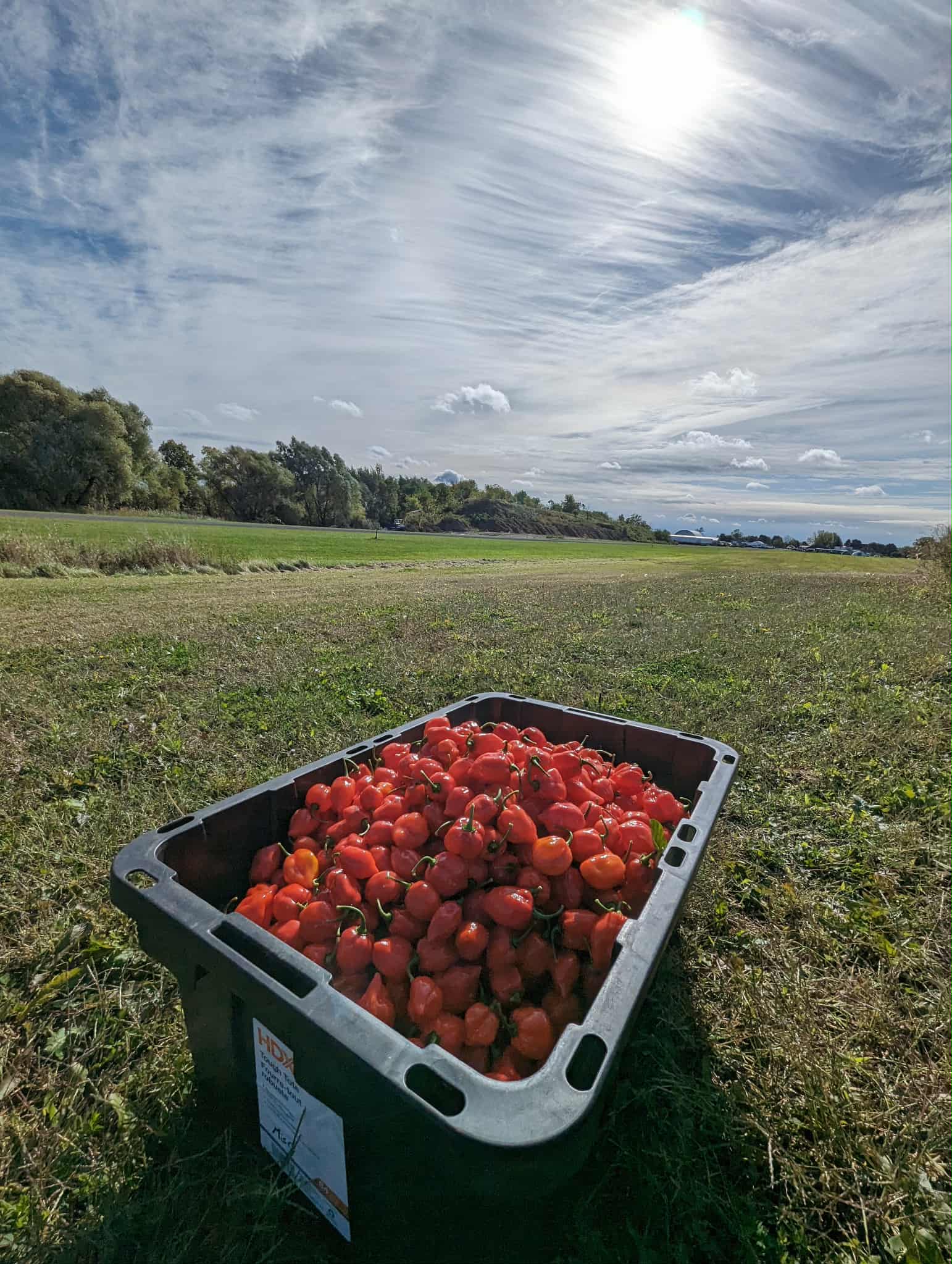 Crate of freshly harvested red peppers in the open field under a dramatic sky